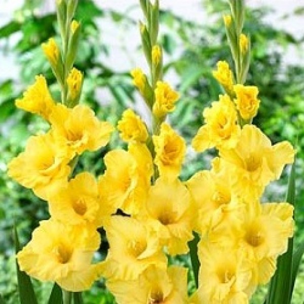 Gladiolus Yellow - 6 Bulbs